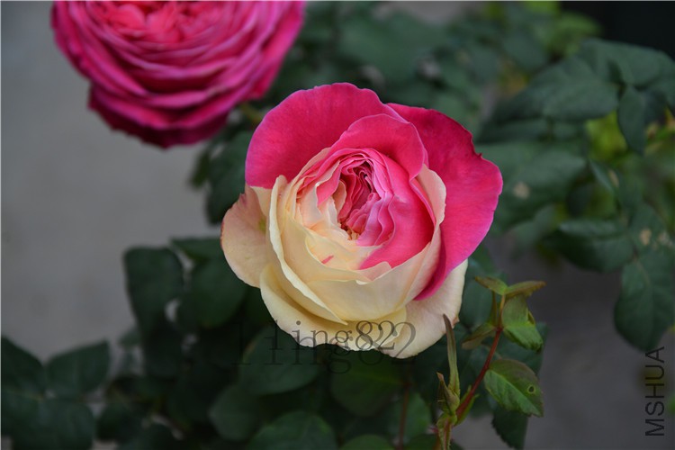 DSC_5354.jpg