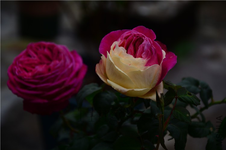 DSC_5393.jpg