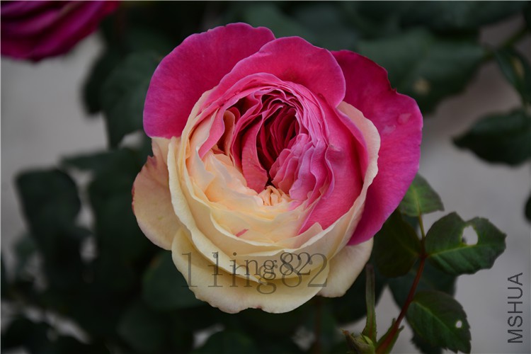 DSC_5398.jpg