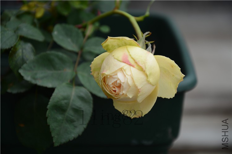 DSC_5793.jpg