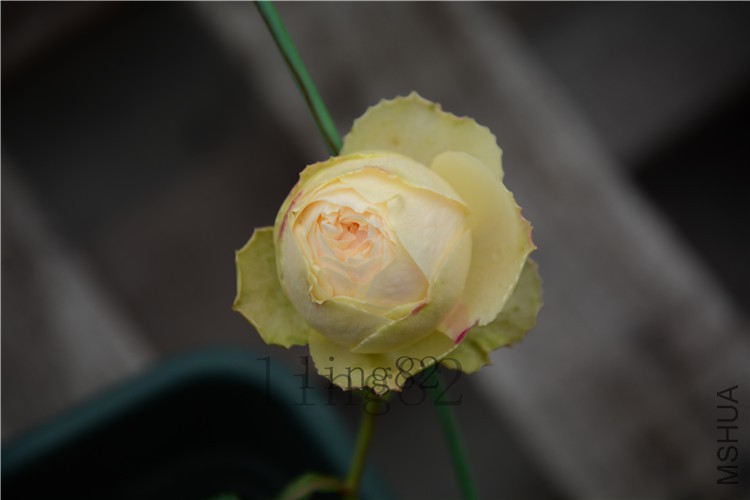 DSC_5795.jpg