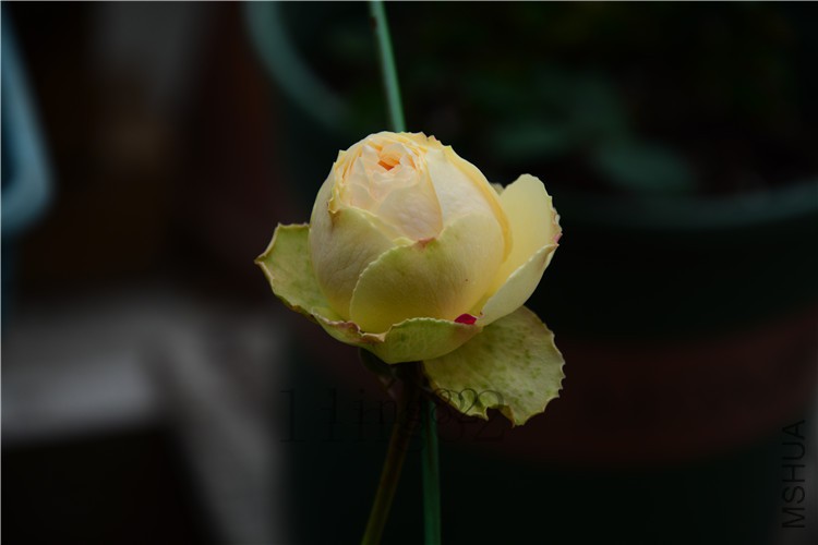DSC_5796.jpg