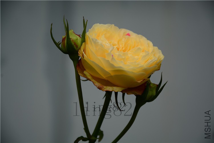 DSC_6757.jpg