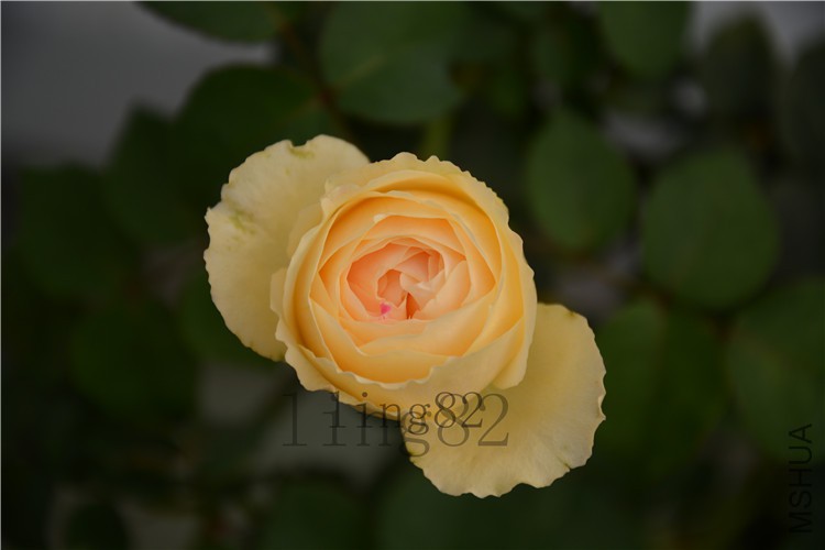 DSC_6848.jpg