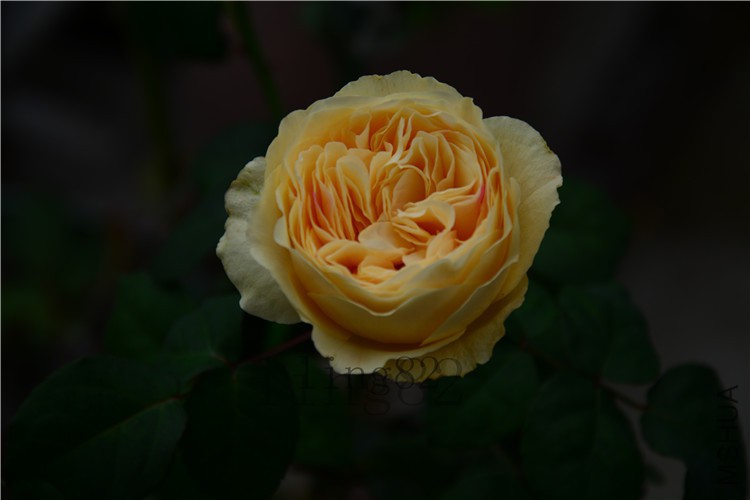 DSC_6894.jpg