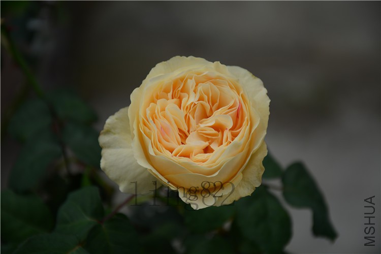 DSC_6895.jpg
