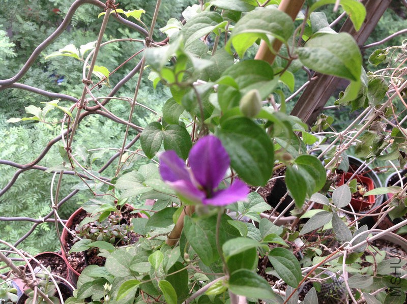 IMG_8683.jpg