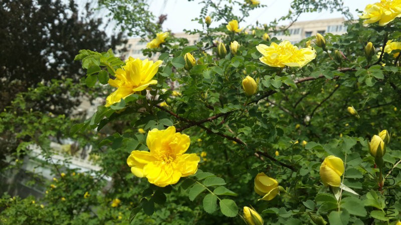 20160415_113106.jpg
