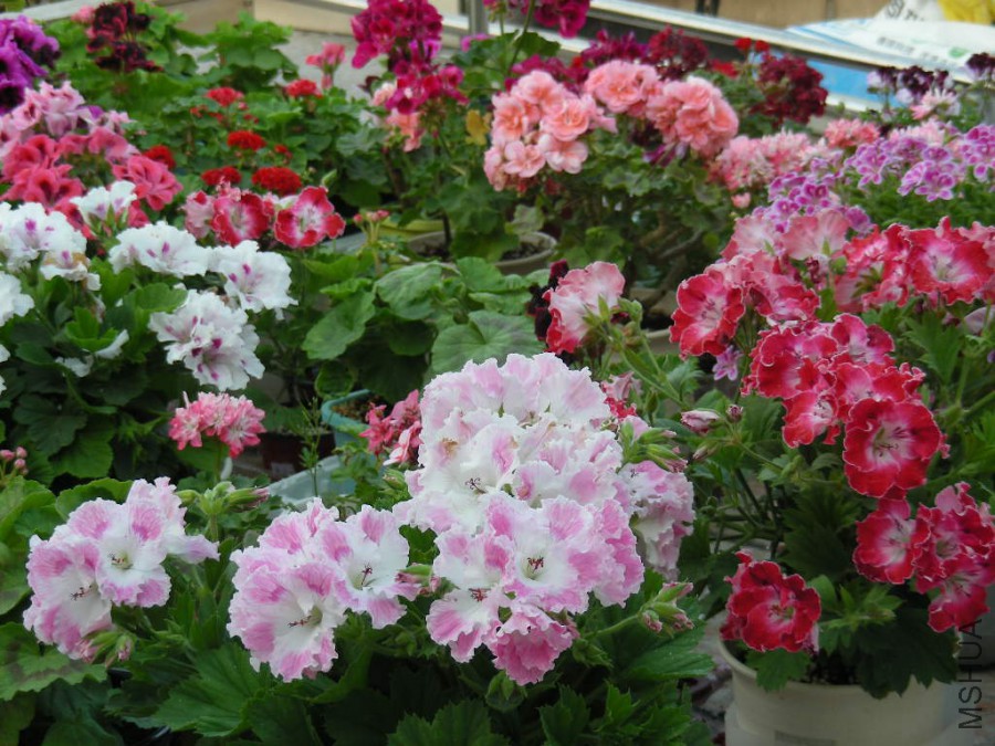 DSCN6999.JPG
