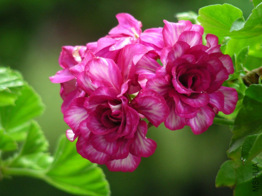 DSCN6845.JPG