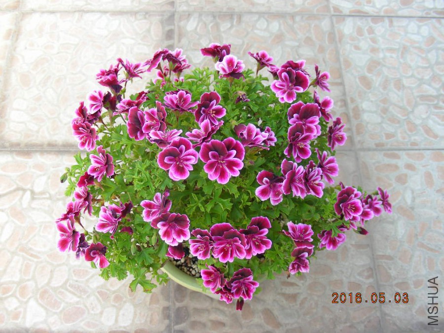 DSCN6868.JPG