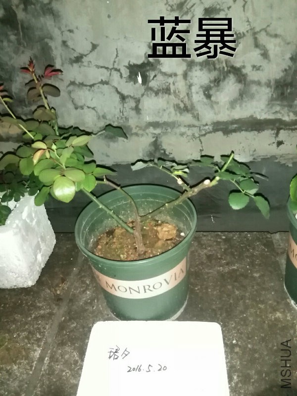 IMG_20160520_201303.jpg