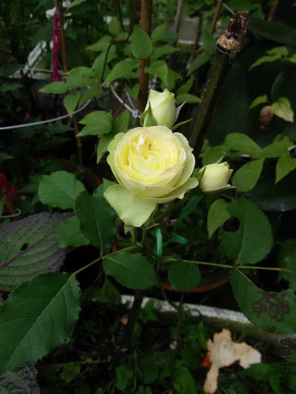 IMG20160520131411.jpg