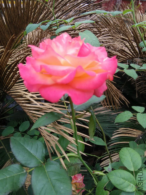 IMG20160520131039.jpg
