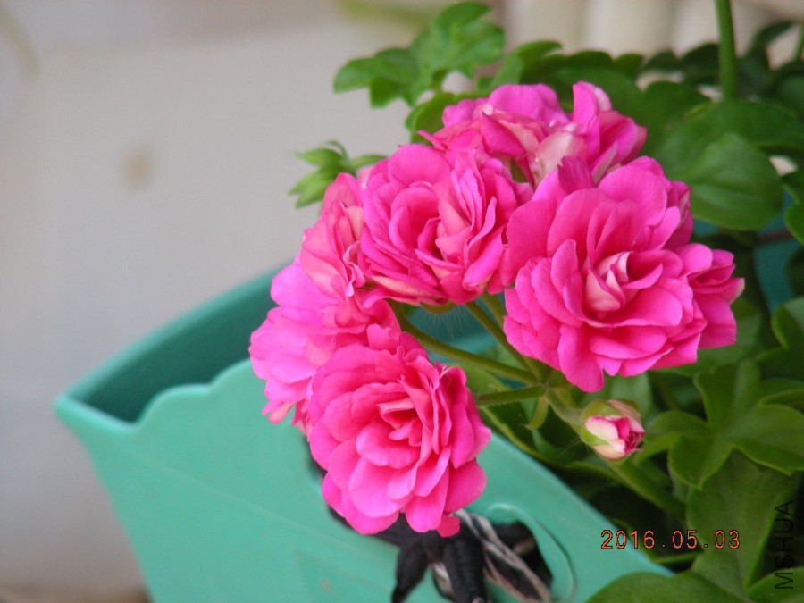 DSCN6886.JPG