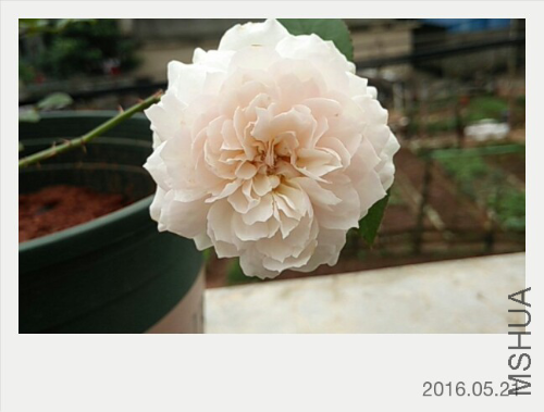 IMG20160521125953.jpg