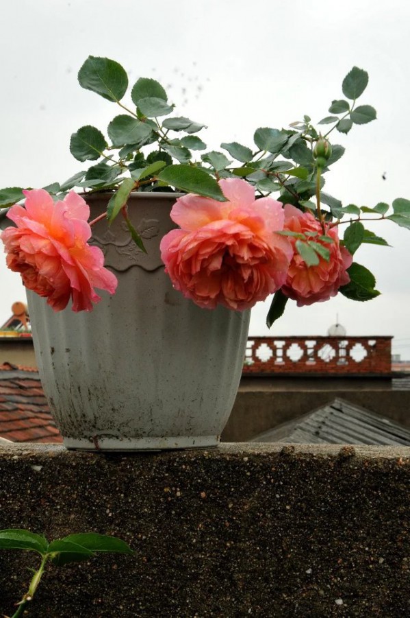 psb (10).jpg
