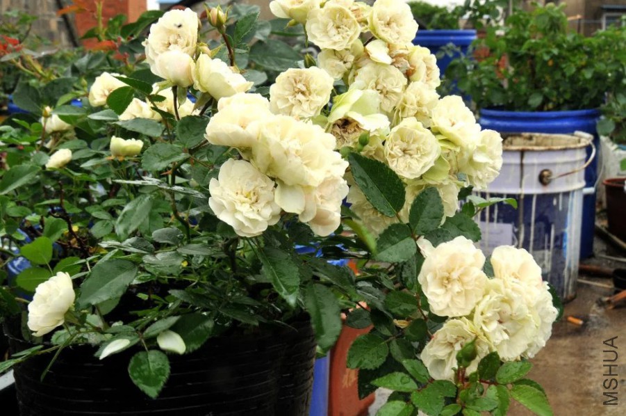 psb (17).jpg