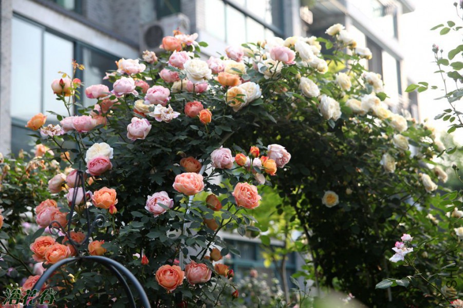 �ķ��˺ͻ�Ц