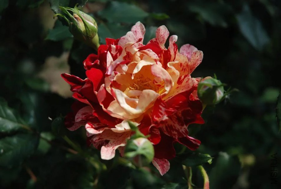 psb (20).jpg