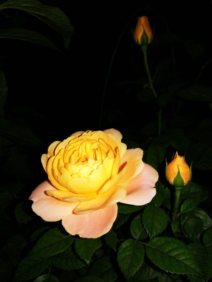 3A42BB35FFB35356A624EB3F1396358B.jpg