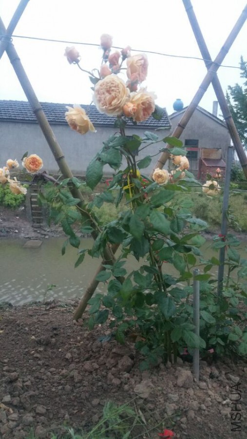 QQͼƬ20160522075034.jpg