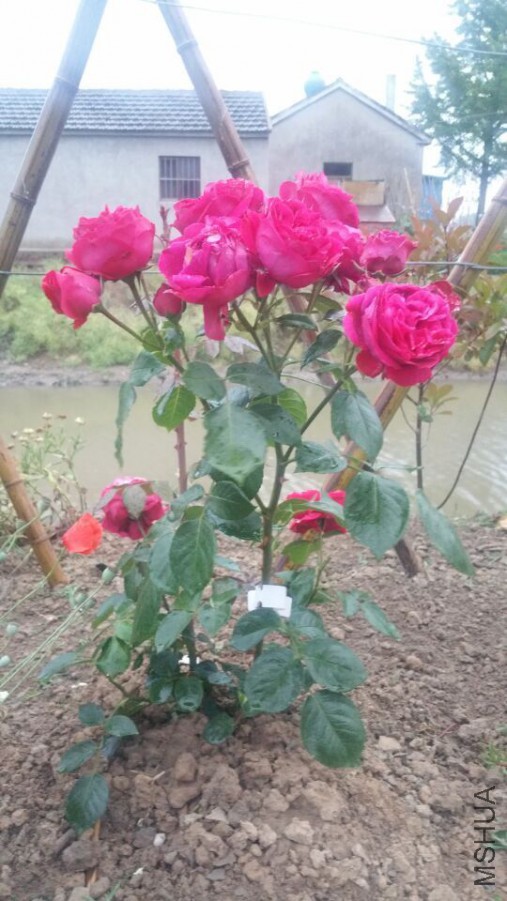 QQͼƬ20160522075044.jpg