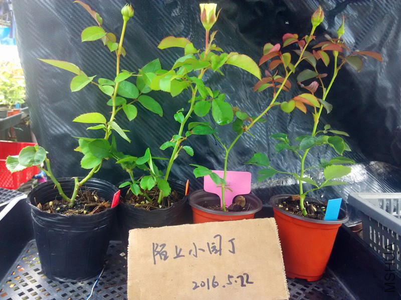 �������ȱ̴�˿��֯װ������Ů��.jpg