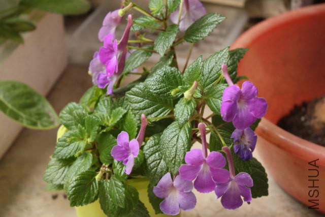 robert��s dressler (2)_640x427.JPG