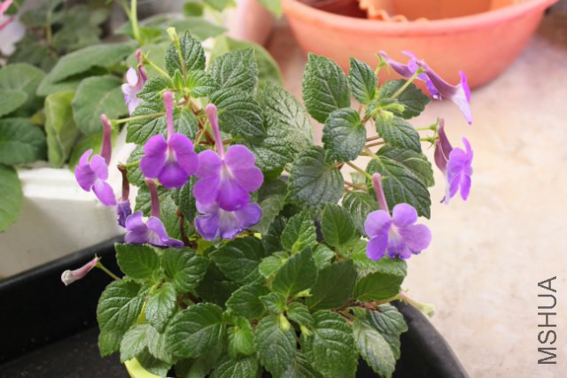 robert��s dressler (7)_640x427.JPG