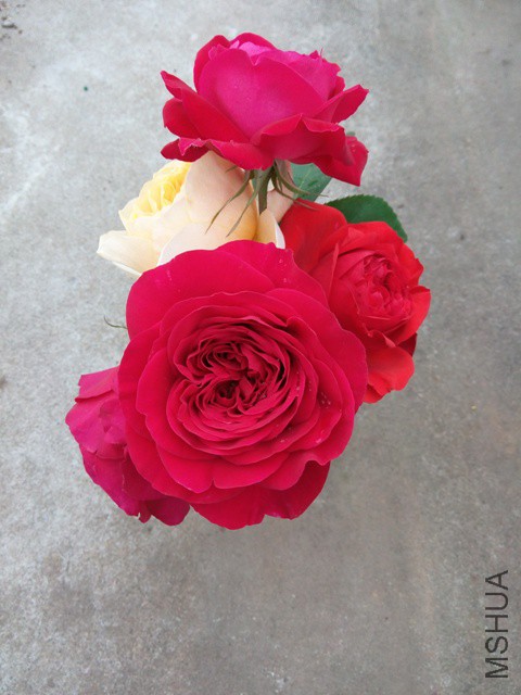 IMG_20150418_081949.jpg