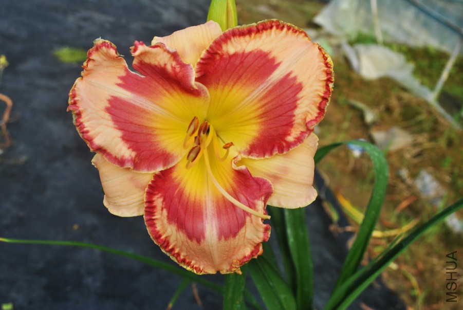 F1��858���ı��� (3).jpg