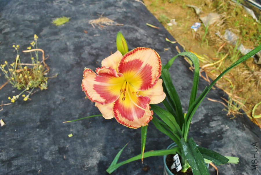 F1��858���ı��� (1).jpg