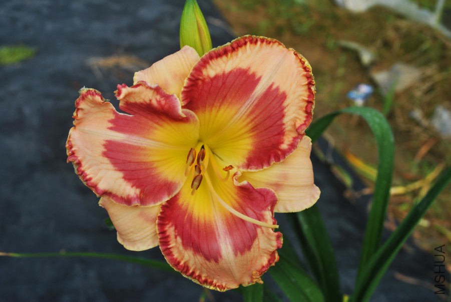 F1��858���ı��� (2).jpg