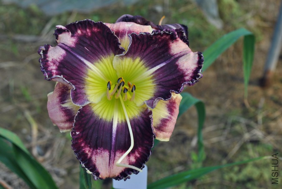 F1��888��������1 (8).jpg