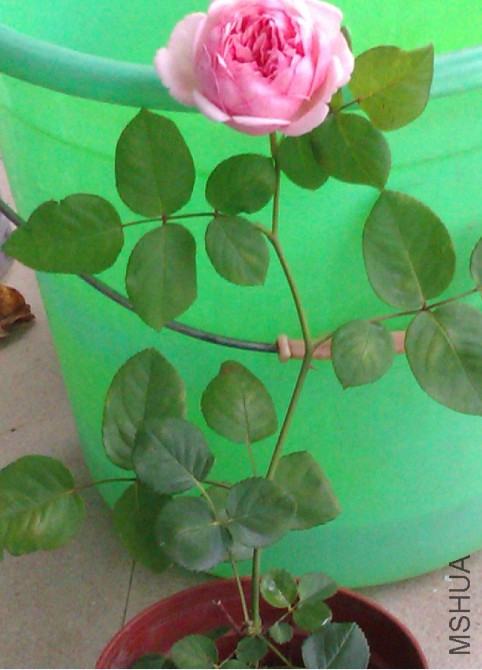 QQͼƬ20160523082216.jpg