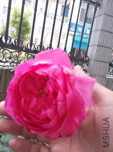 IMG_20160522_120850.jpg
