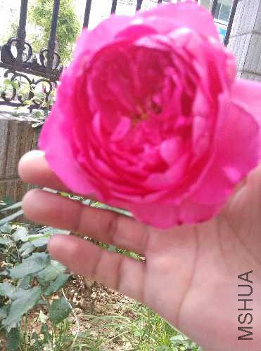 IMG_20160522_120849.jpg