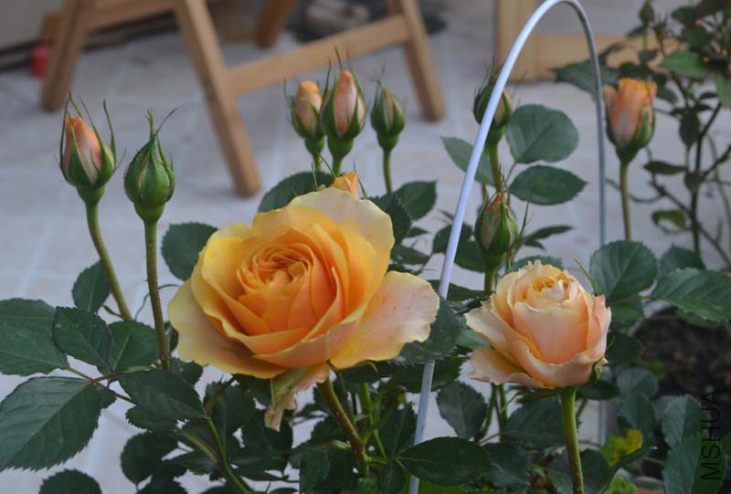 DSC_1036.jpg