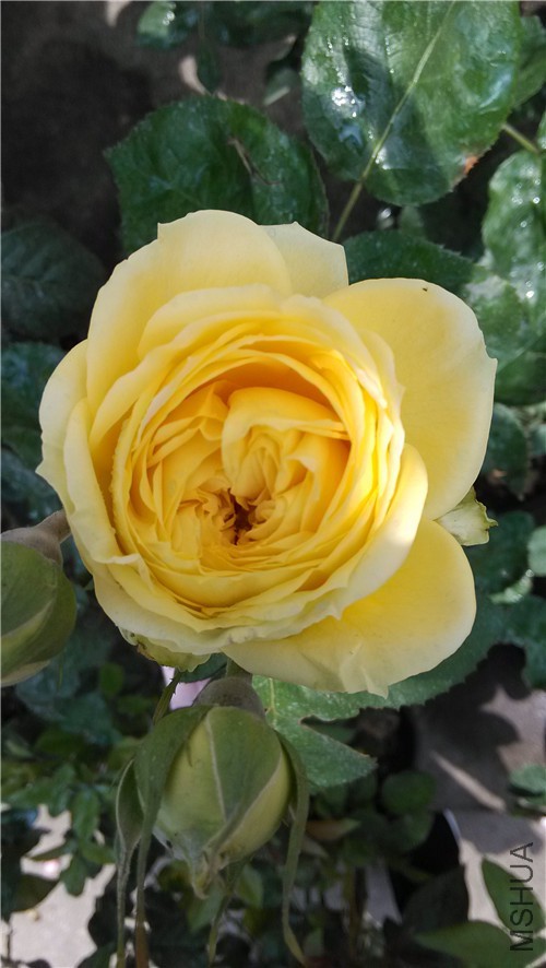 ��������2.jpg