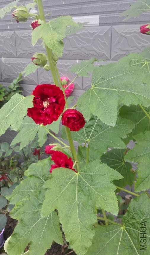 QQ��ͼ20160523102034.jpg
