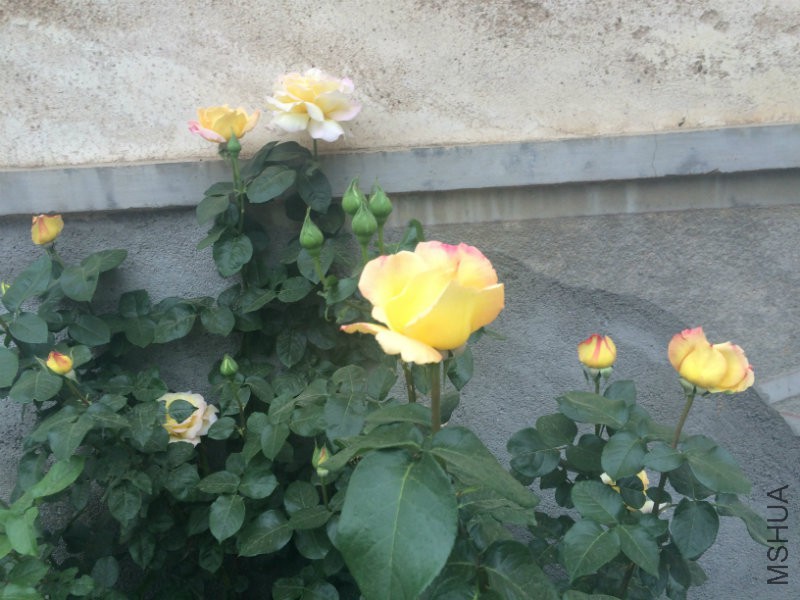 ��֪�����¼� ���ɵ�ɫ