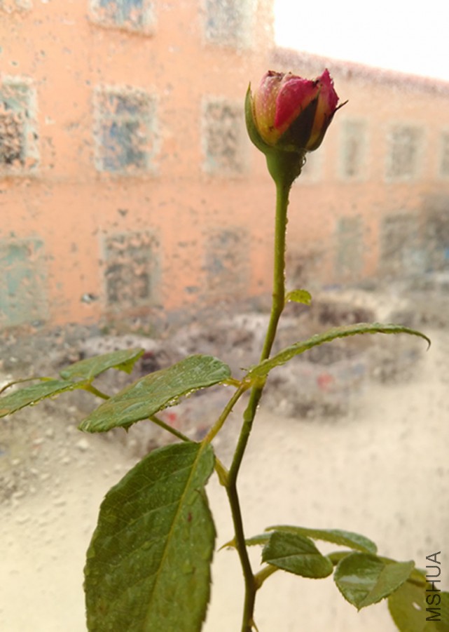 IMG_20160523_114209_����.jpg