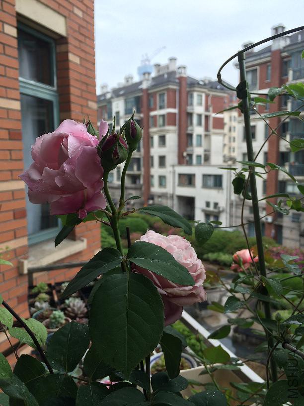 �۴� 2015.05.02.JPG