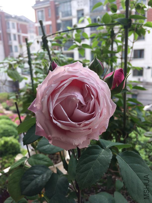 �۴� 2015.05.04.JPG