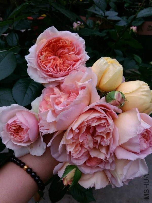 亚伯和贞德花�