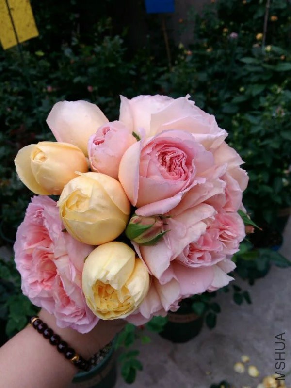 亚伯和贞德花�