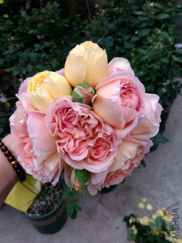 亚伯和贞德花�