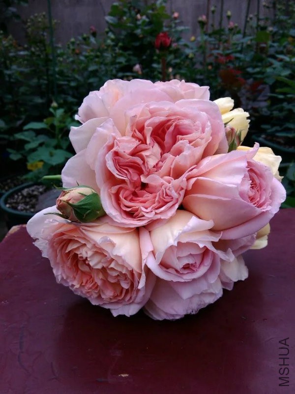 亚伯和贞德花�