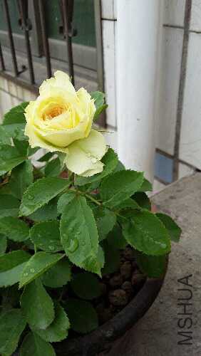 20160523_084445.jpg